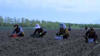 Бахмалда картошка экиш қизғин